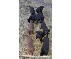 8 week old lab puppies - 5 black males, 2 chocolate females
