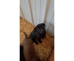 8 week old lab puppies - 5 black males, 2 chocolate females - 3