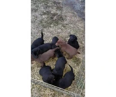 8 week old lab puppies - 5 black males, 2 chocolate females - 4