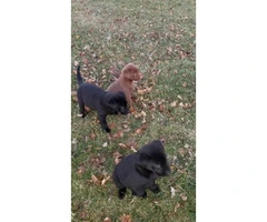 8 week old lab puppies - 5 black males, 2 chocolate females - 5