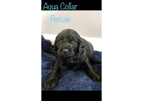 F1 Labradoodle Puppies - asking $900