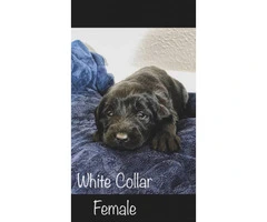 F1 Labradoodle Puppies - asking $900 - 2