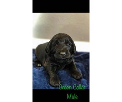 F1 Labradoodle Puppies - asking $900 - 5