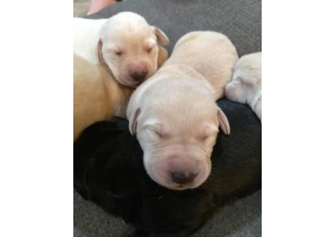 ONE Purebred Yellow Lab females left AKC registered