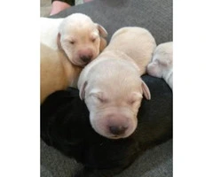 ONE Purebred Yellow Lab females left AKC registered - 1