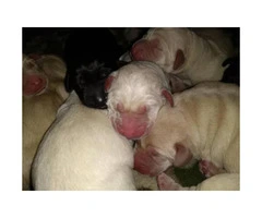 ONE Purebred Yellow Lab females left AKC registered - 3