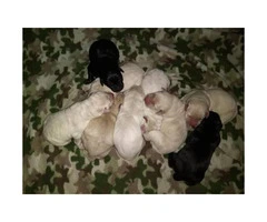 ONE Purebred Yellow Lab females left AKC registered - 4