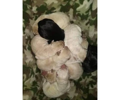 ONE Purebred Yellow Lab females left AKC registered - 5