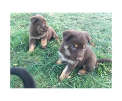 Smart & healthy purebred German Shepherd puppies - 5