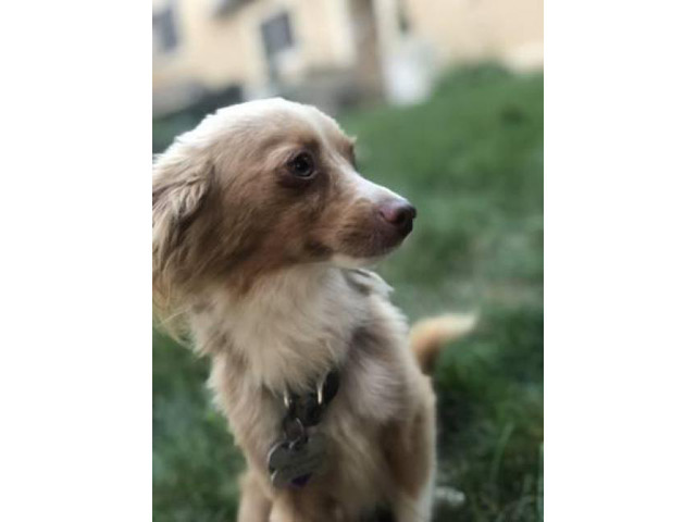 Cutest Mini Aussie Puppy for Sale in Hartford, Connecticut ...