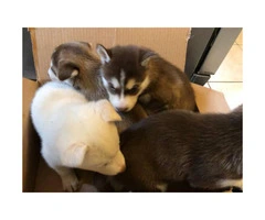 6 Siberian huskies for sale - 7