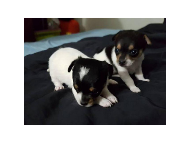 4 Chihuahua puppies 500 New York City Puppies for Sale
