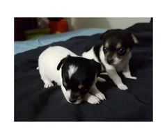 4 Chihuahua puppies @500