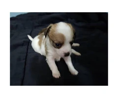 4 Chihuahua puppies @500 - 2