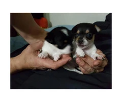 4 Chihuahua puppies @500 - 4