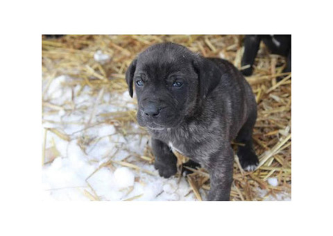 Purebred Mountain curs  for Christmas