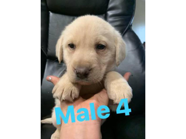 Labrador retriever puppies 3 puppies available in