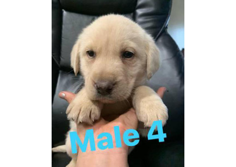 Labrador retriever puppies  3 puppies available