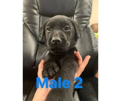 Labrador retriever puppies  3 puppies available - 3