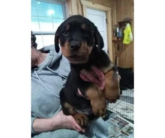 Rottweiler Puppies - $850 - 1 male left and 7 females - 1
