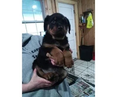 Rottweiler Puppies - $850 - 1 male left and 7 females - 2