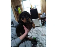 Rottweiler Puppies - $850 - 1 male left and 7 females - 3