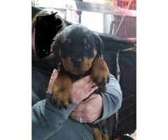 Rottweiler Puppies - $850 - 1 male left and 7 females - 4