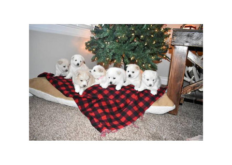 7 Pomsky pups (4 female and 3 males)