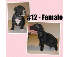 American Bully -  litter of 12 Puppies