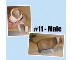American Bully -  litter of 12 Puppies - 2