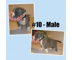 American Bully -  litter of 12 Puppies - 3