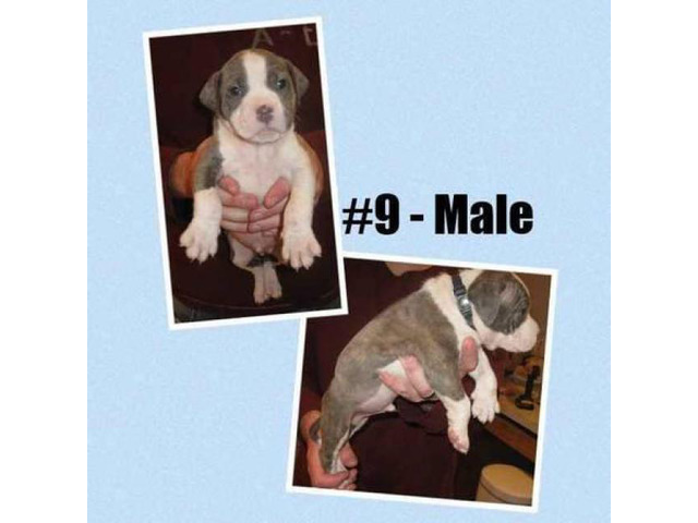 American Bully litter of 12 Puppies in Freeport