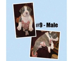 American Bully -  litter of 12 Puppies - 4