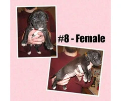 American Bully -  litter of 12 Puppies - 5