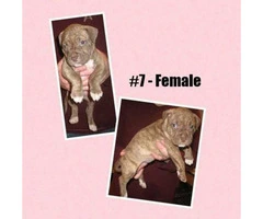 American Bully -  litter of 12 Puppies - 6