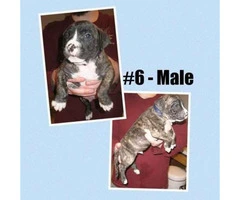 American Bully -  litter of 12 Puppies - 7