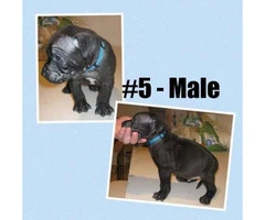 American Bully -  litter of 12 Puppies - 8