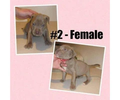 American Bully -  litter of 12 Puppies - 10