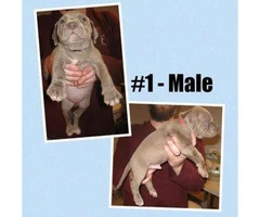 American Bully -  litter of 12 Puppies - 11