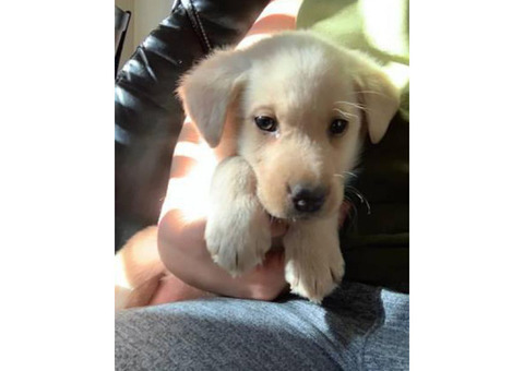 2 months old Labrador retriever puppies 2 puppies left