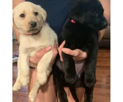 2 months old Labrador retriever puppies 2 puppies left - 3