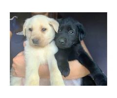 2 months old Labrador retriever puppies 2 puppies left - 4
