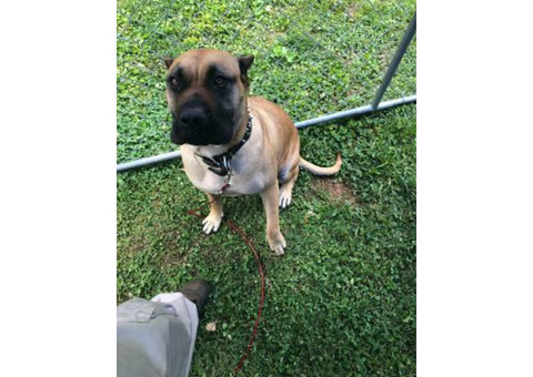 Presa canario puppies last deal for Christmas