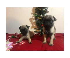8 weeks old  Pug - perfect gift for Christmas