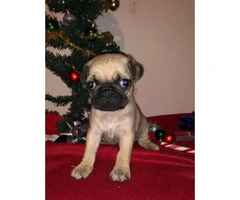 8 weeks old  Pug - perfect gift for Christmas - 2