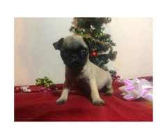 8 weeks old  Pug - perfect gift for Christmas - 3