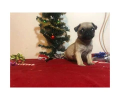 8 weeks old  Pug - perfect gift for Christmas - 4