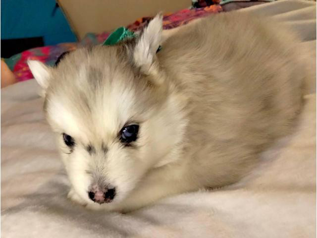 Adorable Pomsky Puppies For Sale Henderson - Puppies For Sale Near Me