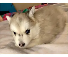 Adorable Pomsky Puppies for Sale