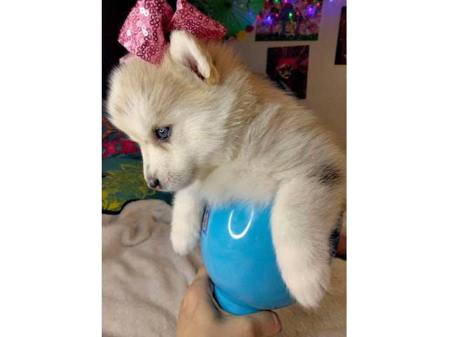 Adorable Pomsky Puppies For Sale Henderson - Puppies For Sale Near Me